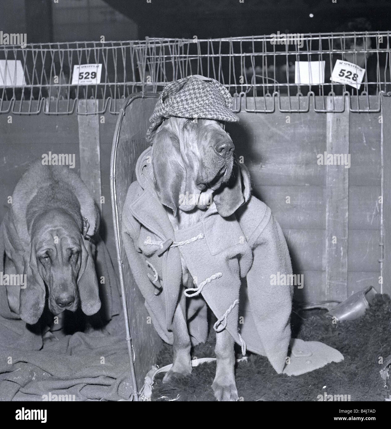 Rosie the bloodhound at the 1964 crufts dog show wearing a duffel coat and hat like Sherlock Holmes February 1964 1960s Stock Photo