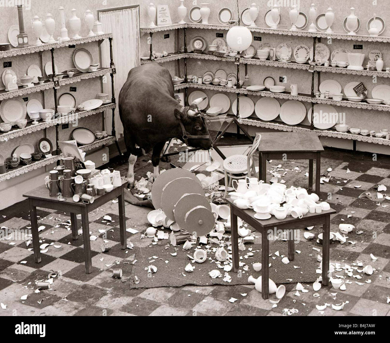 Bull in a China Shop July 1950 Stock Photo