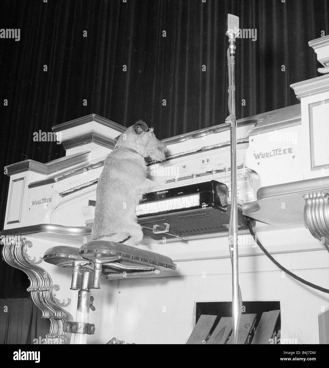 Barks organ concerto Sandy the dog seen here playing the organ while his master John Madin looks on Stock Photo