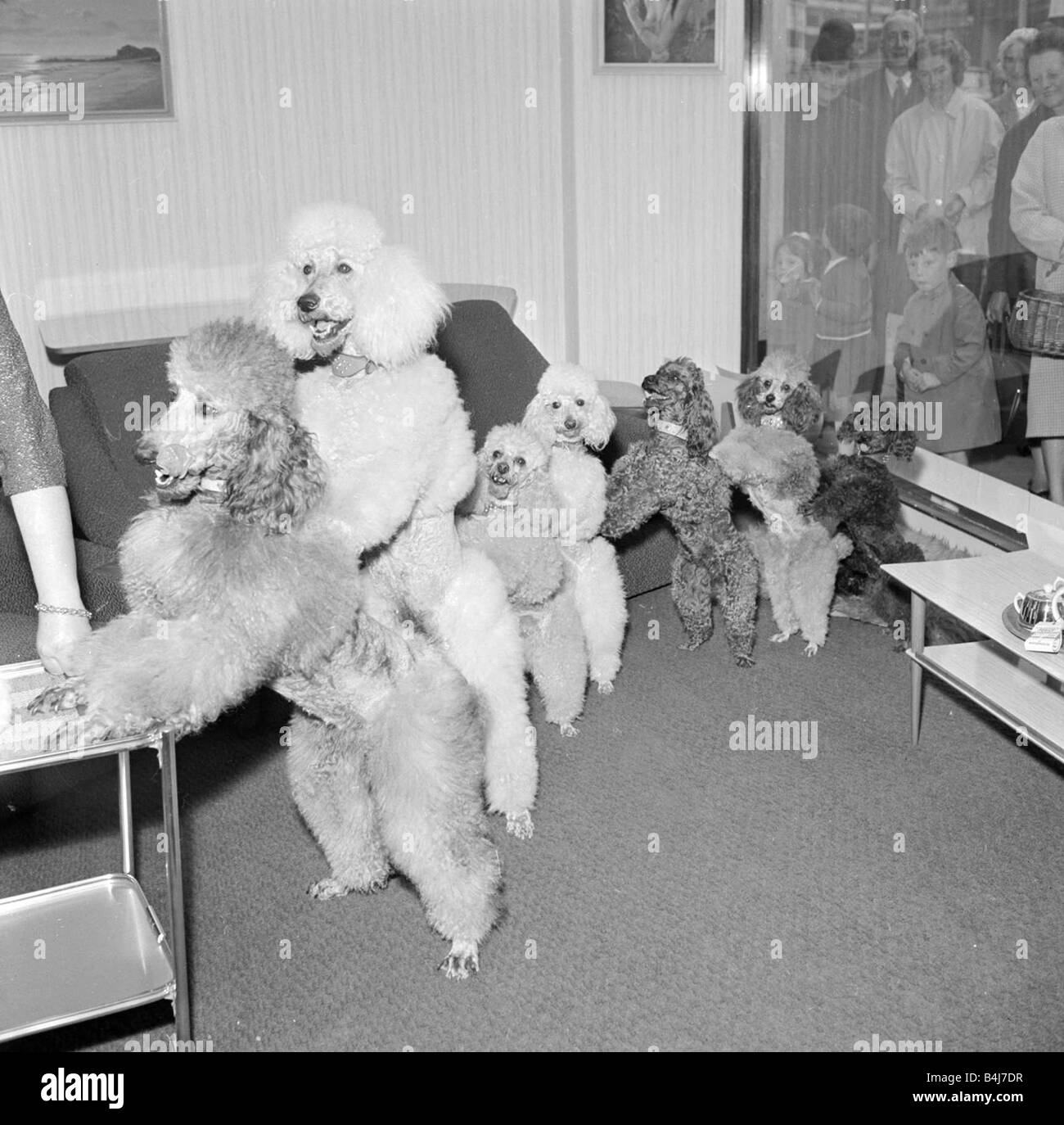 Dogs from Billy Smarts Circus perform in the window of Woodhouse Furniture Store Stock Photo