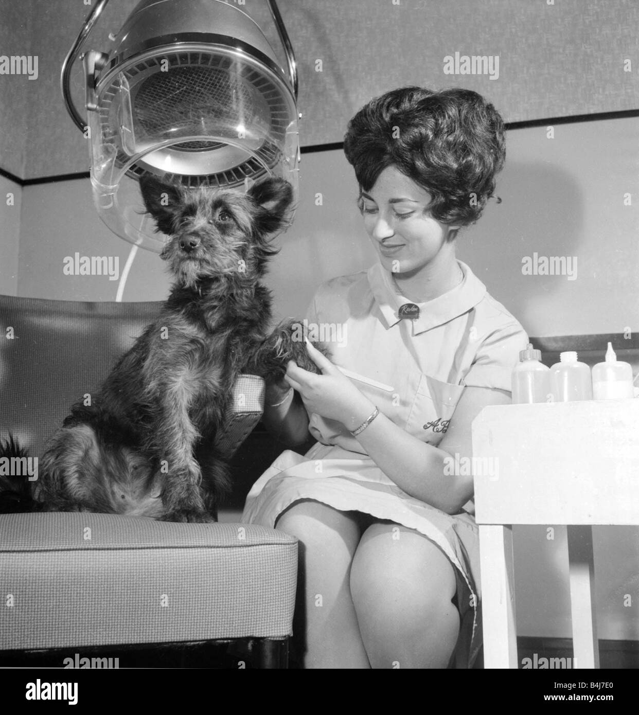 Judy a one year old mongrel went to Andre Bernard s hairdressing salon in  Liverpool for a hair do Our Picture Shows Manicurists Stock Photo - Alamy