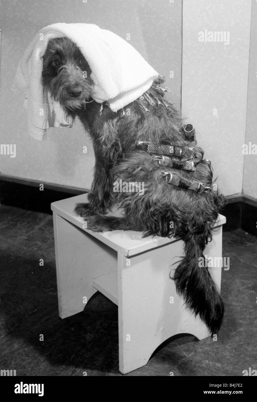 Judy a one year old mongrel went to Andre Bernard s hairdressing salon in Liverpool for a hair do Our Picture Shows Judy getting a perm with Curlers in her coat and a Towel covering her head Stock Photo