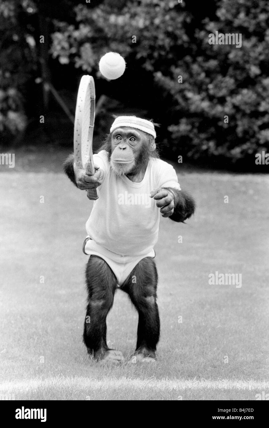 Young tennis star Benjy the 3 year old chimp at Twycross Zoo is