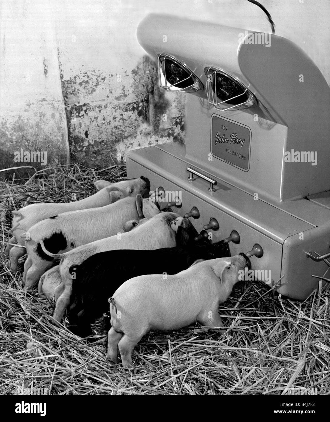 Piglet feeder invented by Mr Perry a farmer The young pigs suck milk through tents whilst infra red lamps warm them July 1953 1950s Stock Photo