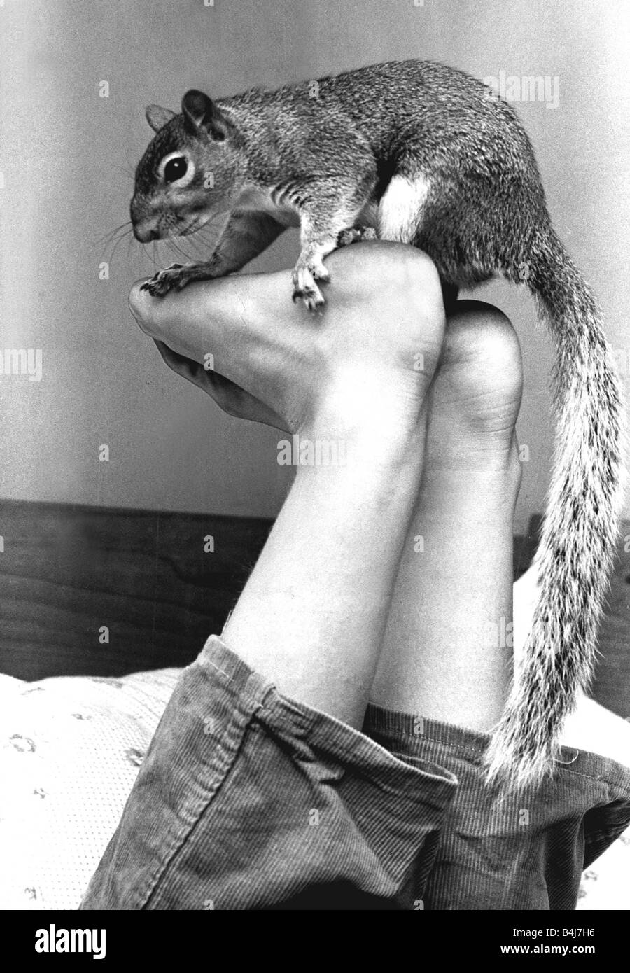 Martini the brown squirrel is also called Twinkletoes He earned that name by coming each morning through the open bedroom window and waking up schoolgirl Priscilla Sherriff by playfully nibbling her toes squirrel sitting on soles of feet July 1971 1970s Stock Photo