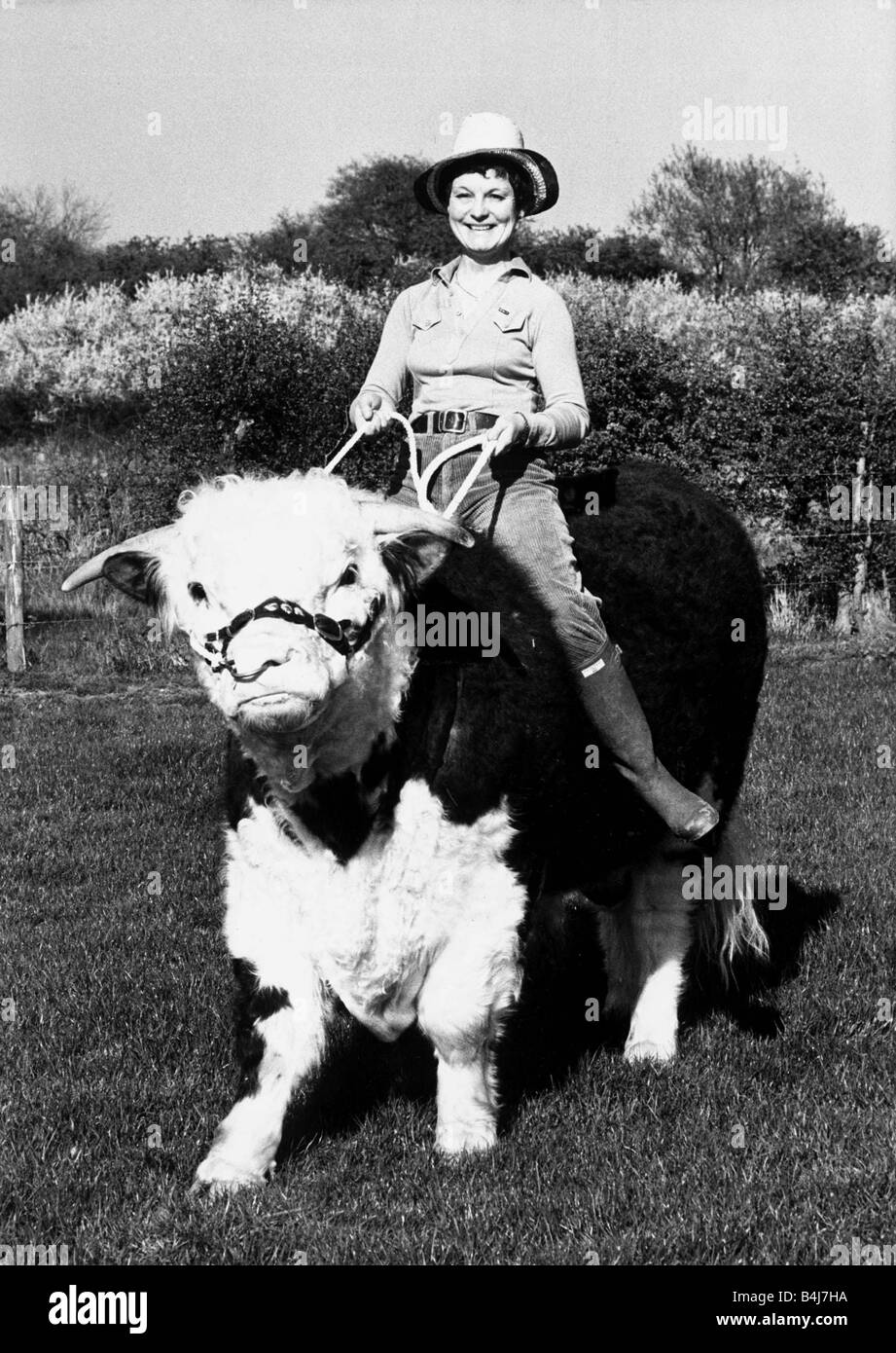 Pamela Noel is taking one of her Hereford bulls for a ride on ther farm  near Reading Berkshire April 1981 1980s Stock Photo - Alamy
