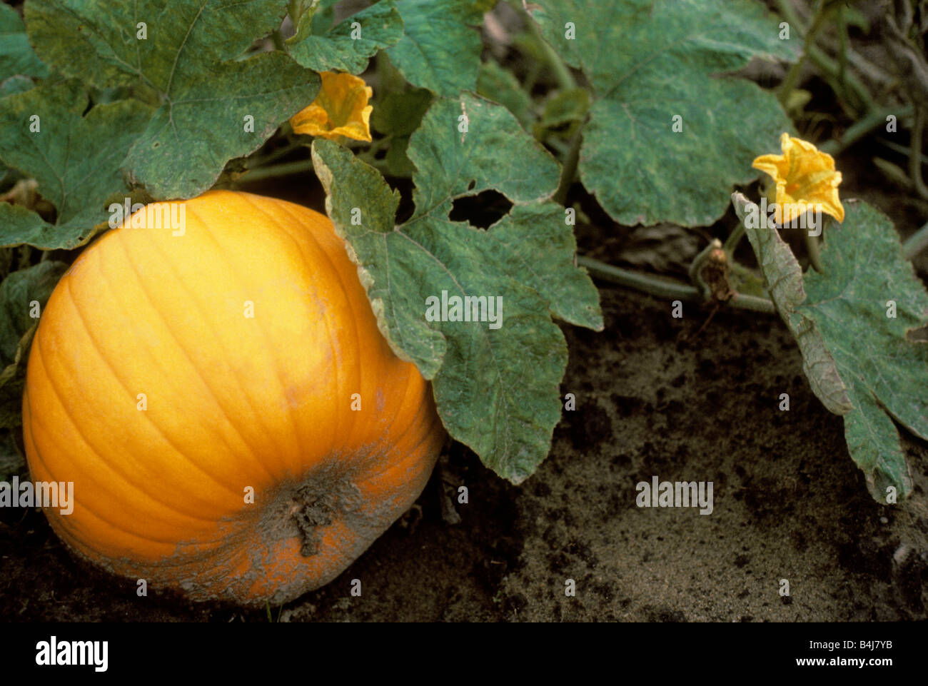 Pumpkin closeup growing on a vine in the field ready for harvest