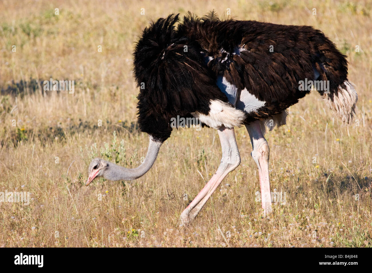 Ostriches in Namibia Stock Photo