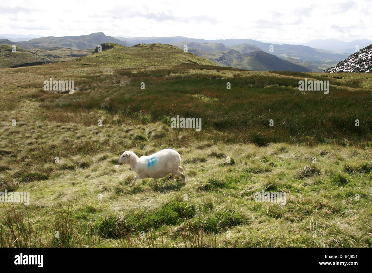One sheep grazing in field in snowdonia hi-res stock photography and ...