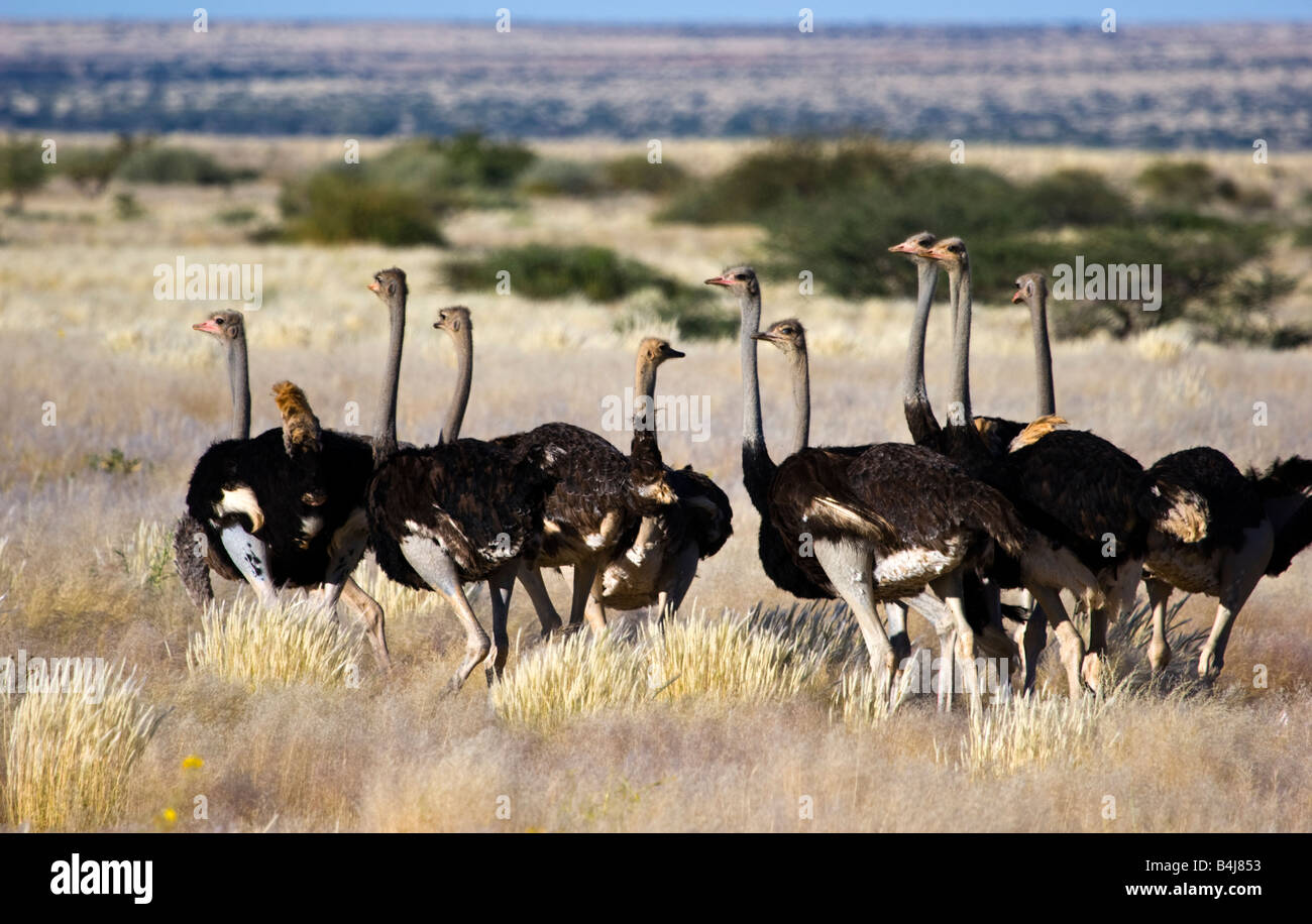 Ostriches in Namibia Stock Photo