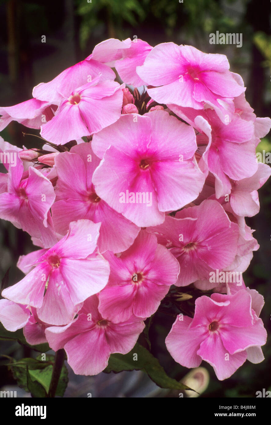 Phlox paniculata 'Balmoral' pink flower flowers garden plant plants Stock Photo