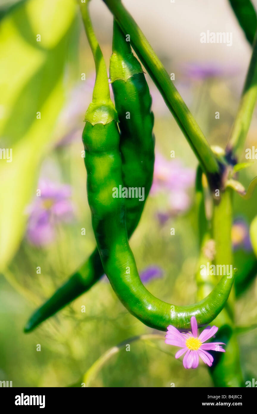 Two Cayenne Peppers surrounded by daisy flowers Swan River Daisy