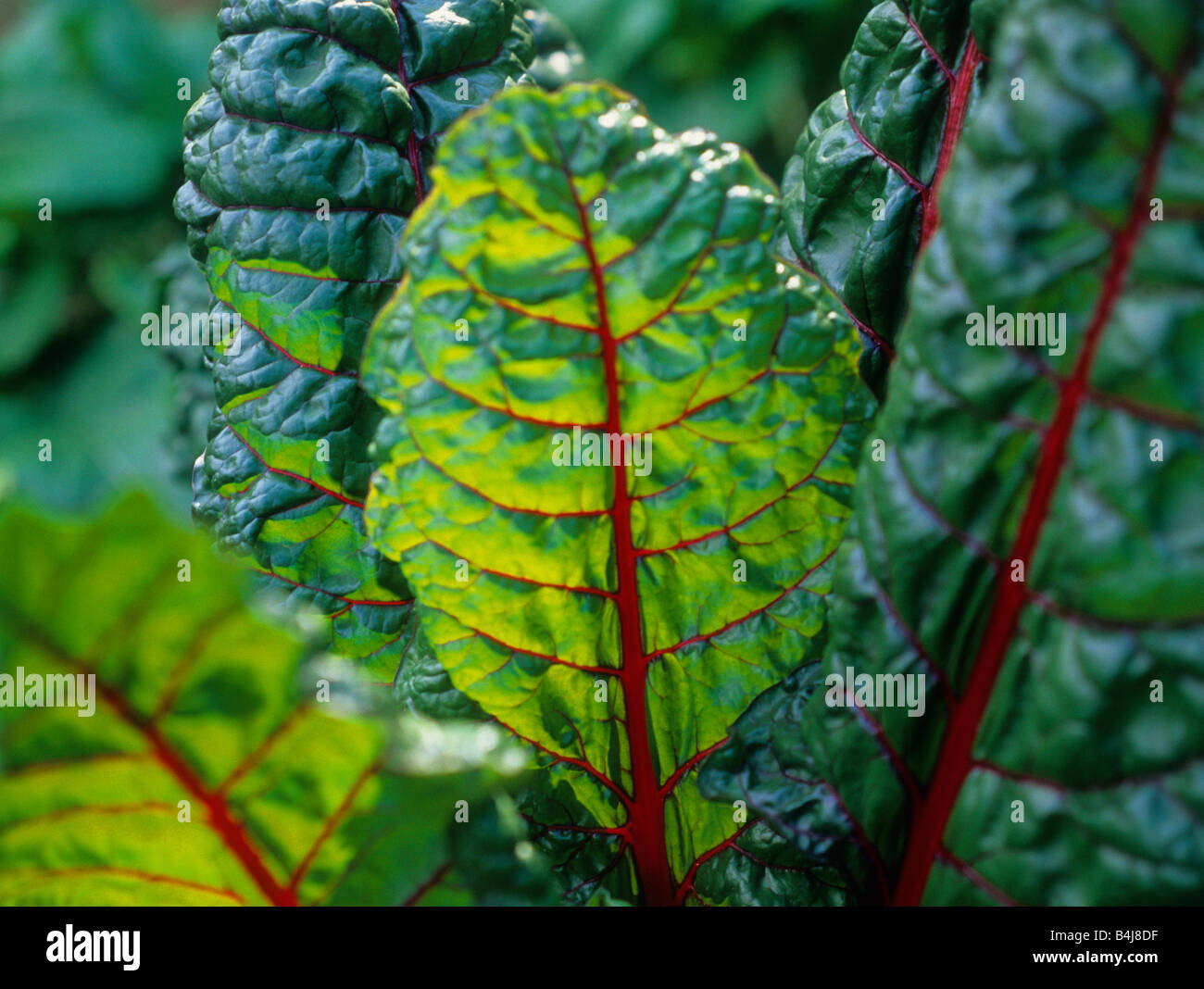 Swiss chard or spinach beet or leaf beet growing in a garden in