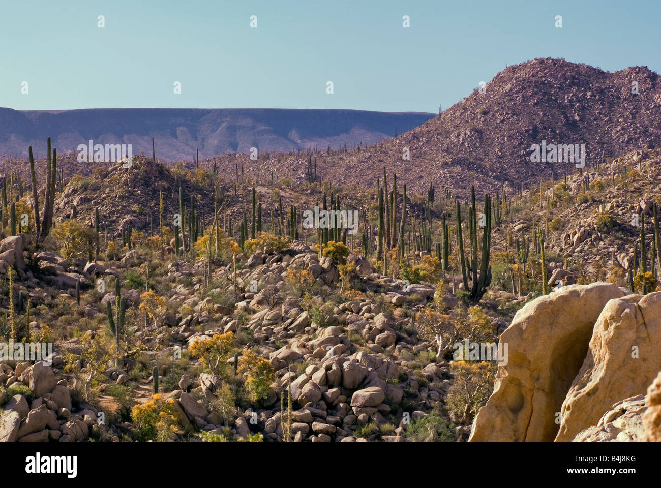 Cirio trees and cardon cacti, Desierto Central near Catavina Baja California Mexico Stock Photo