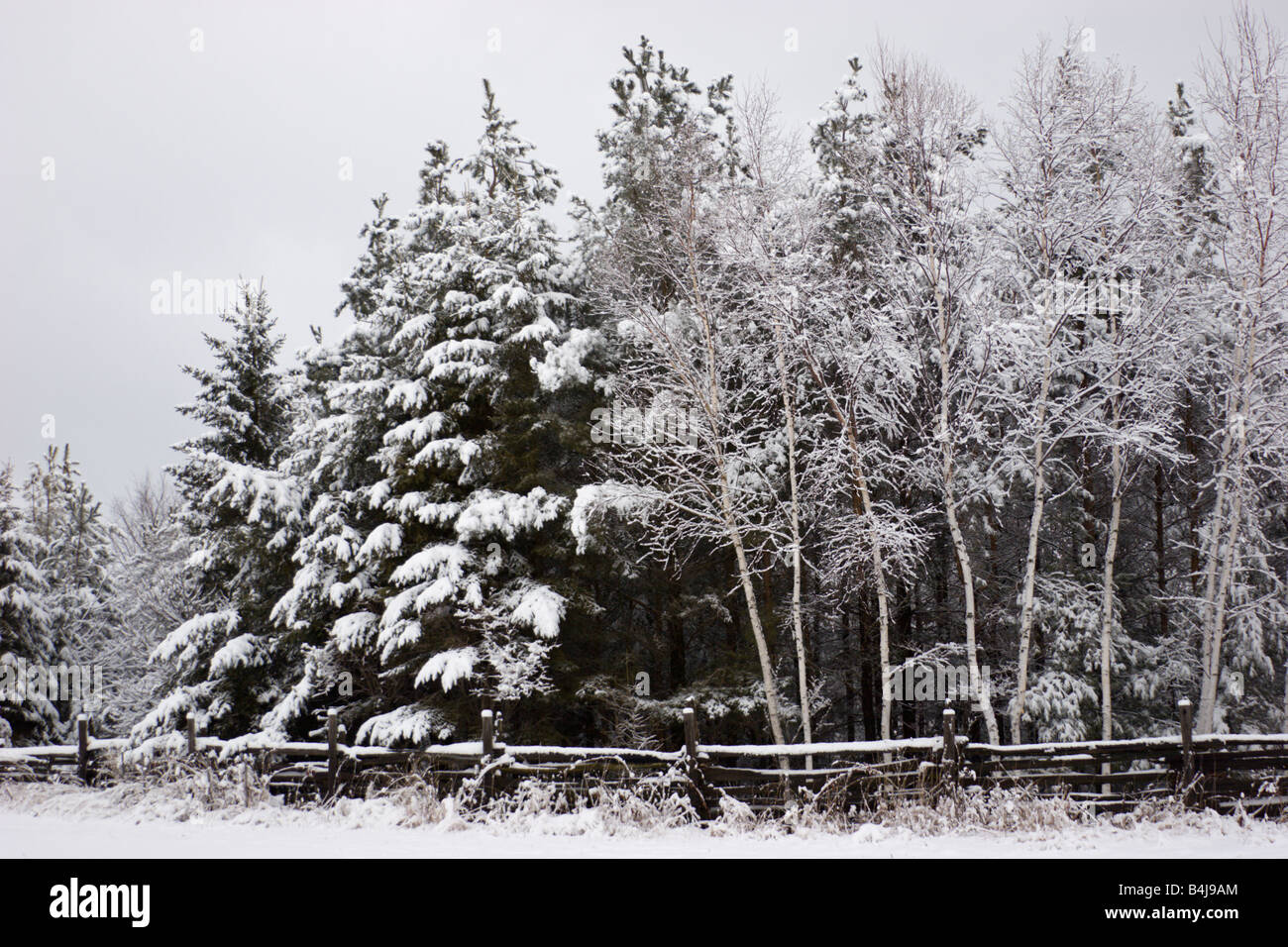 Snow covered pine tree forest hi-res stock photography and images - Alamy