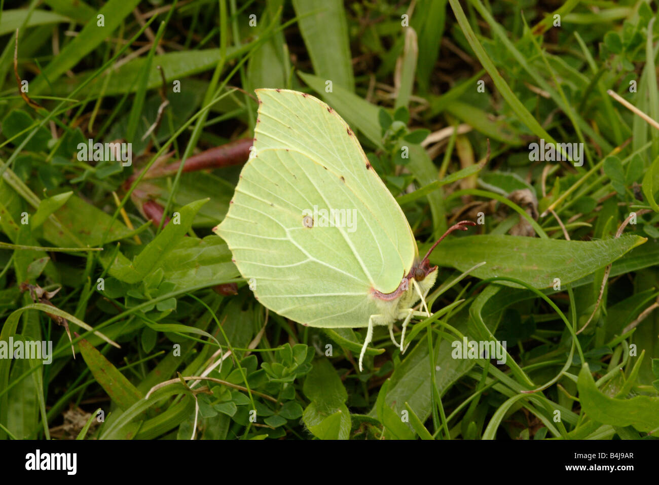Brimstone butterfly Gonepteryx rhamni Pieridae male resting on the ground UK Stock Photo