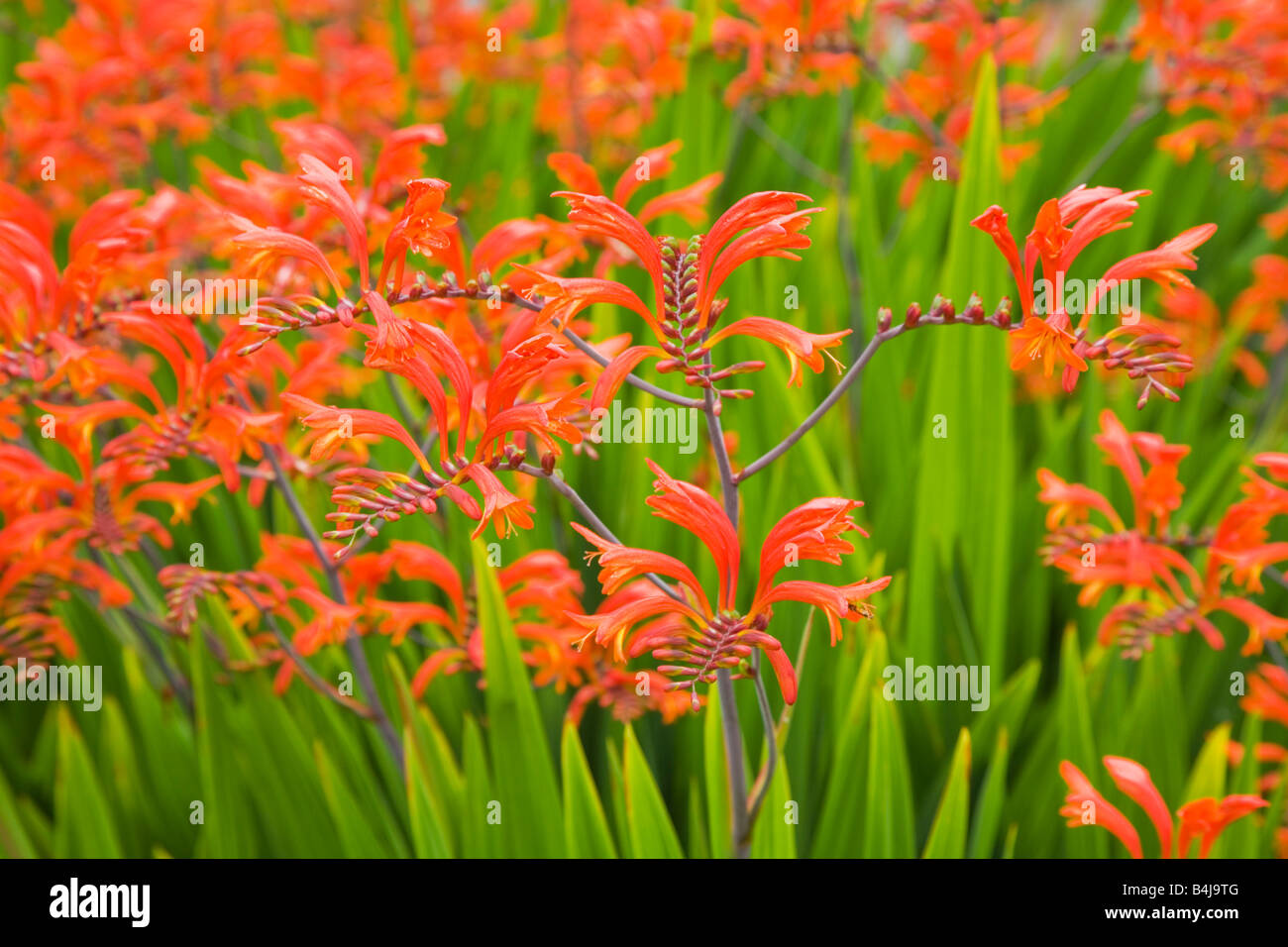 Crocosmia flowering perennial Stock Photo