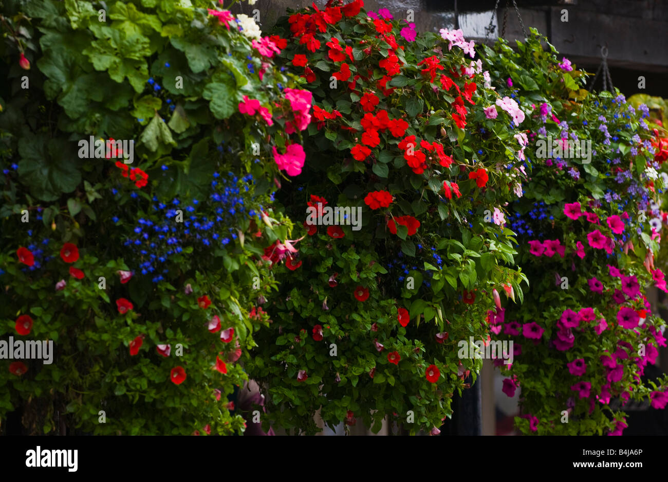 Hanging flower baskets on building in Ludlow Shropshire England UK