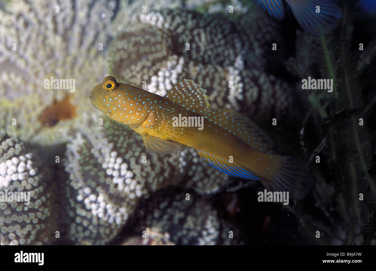 Yellow shrimp goby, Cryptocentrus cinctus, Indo-pacific Stock Photo