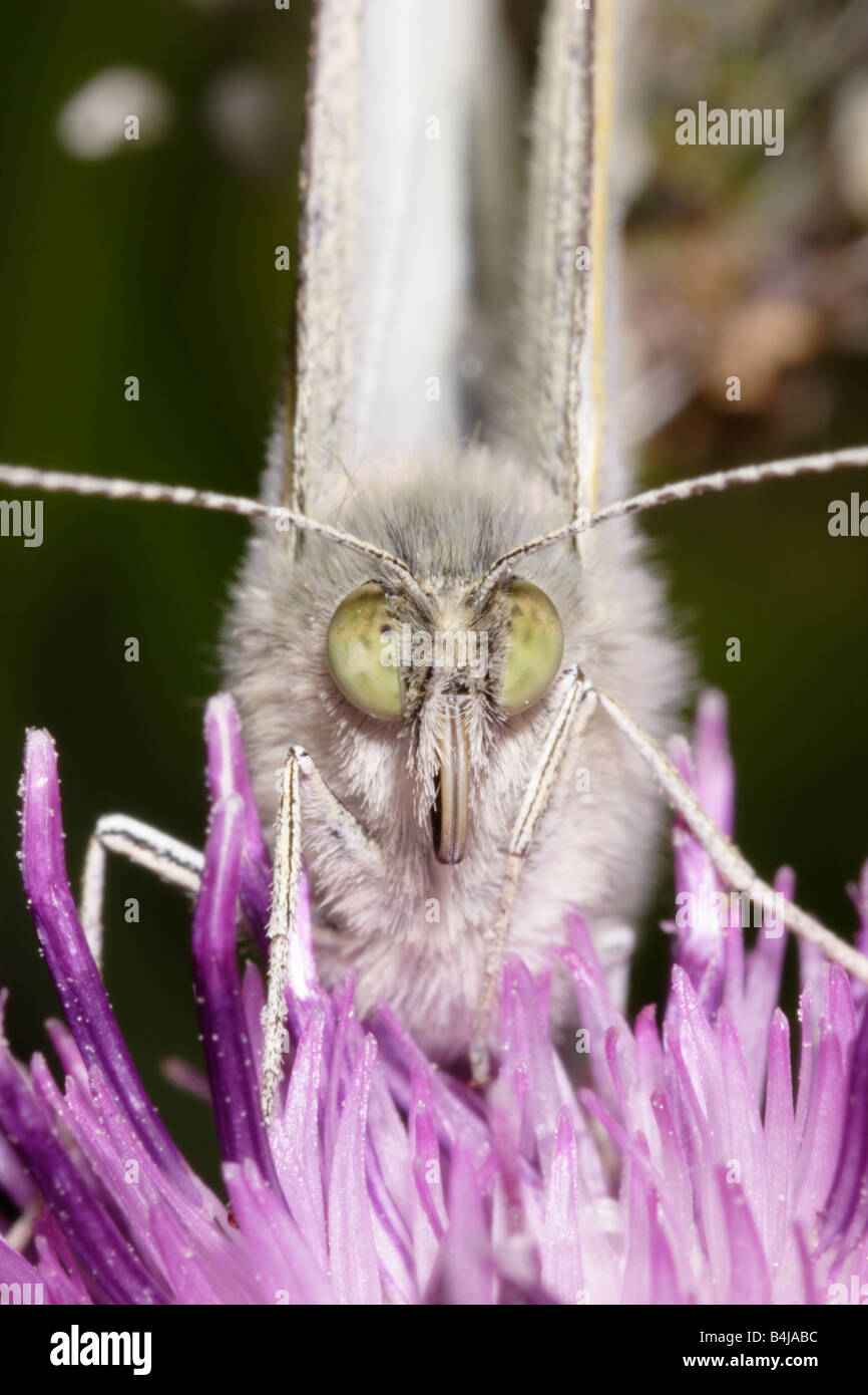 Large white butterfly Pieris brassicae Pieridae face showing compound eyes and proboscis tightly coiled and recessed UK Stock Photo