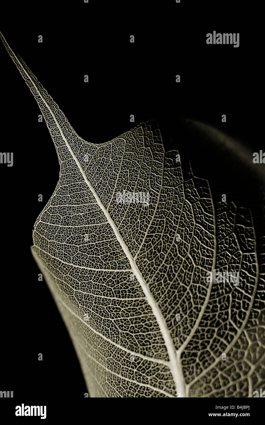 Dry leaf structure Stock Photo