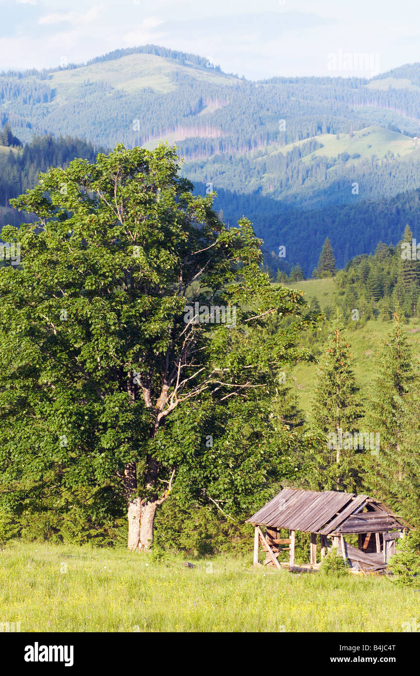 Summer mountain view with big tree and wooden shed on green meadow Stock Photo