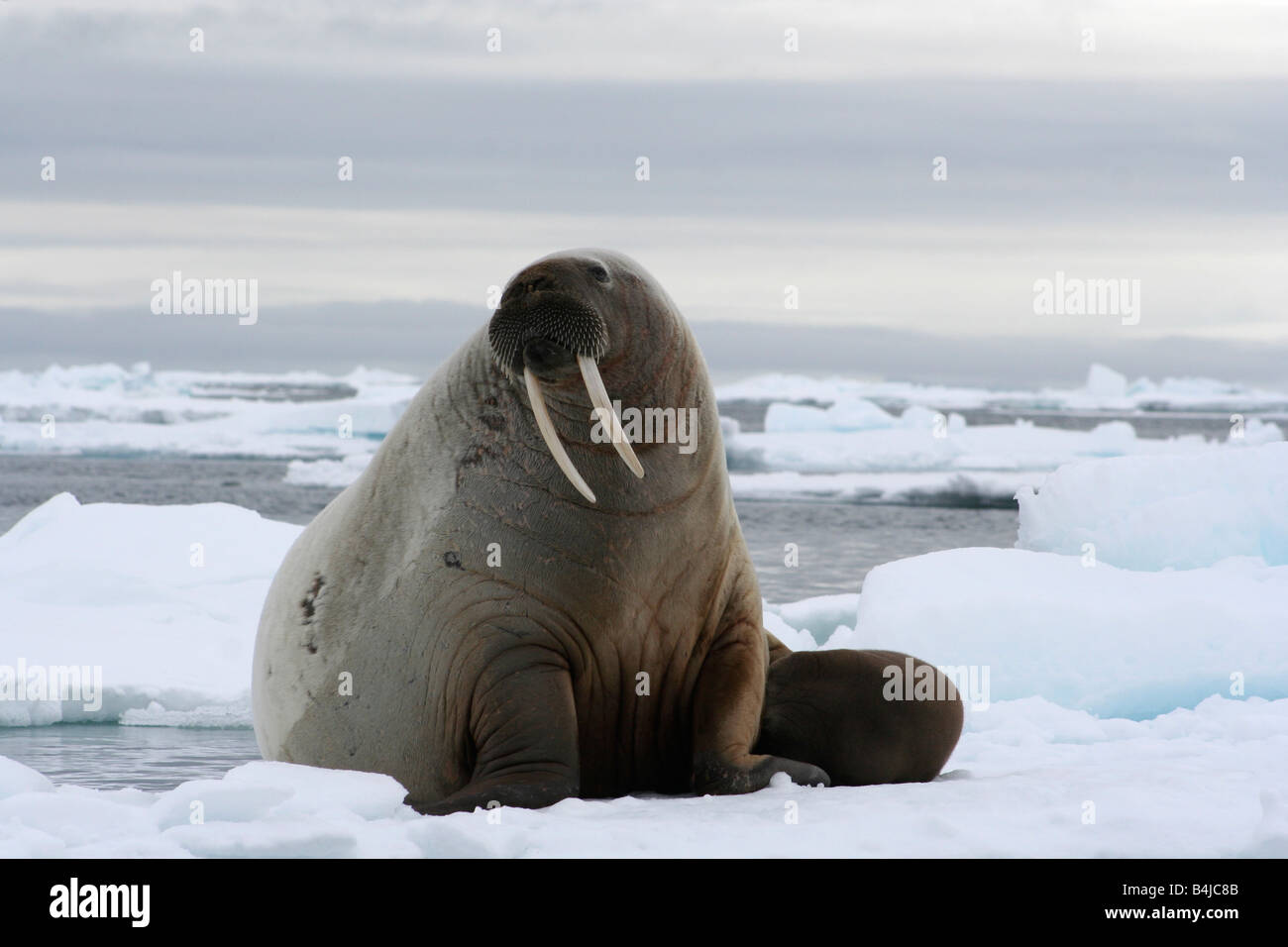 A Walrus Mother And Calf Clinging To A Small Iceberg As The Ice Flow