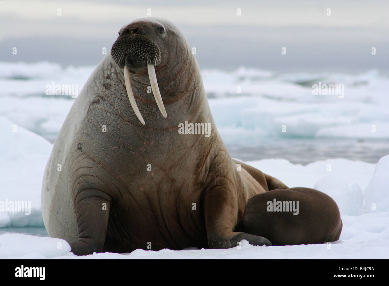 A Walrus Mother And Calf Clinging To A Small Iceberg As The Ice Flow