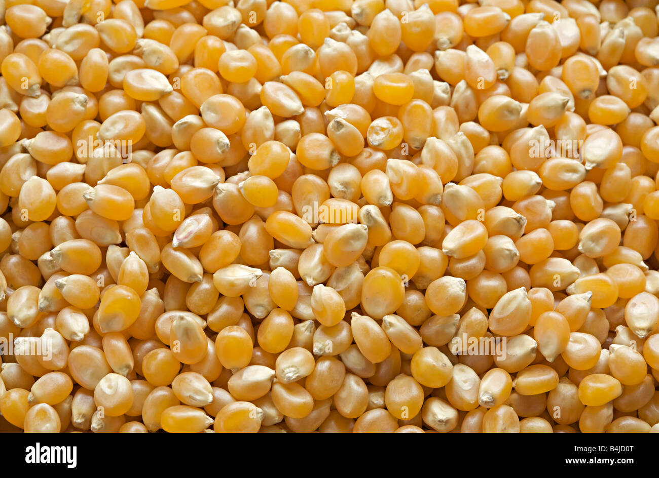 Popping popcorn kernels close-up Stock Photo