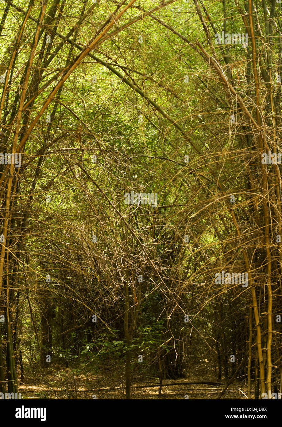 Bamboo casting a interesting graphical pattern Stock Photo - Alamy