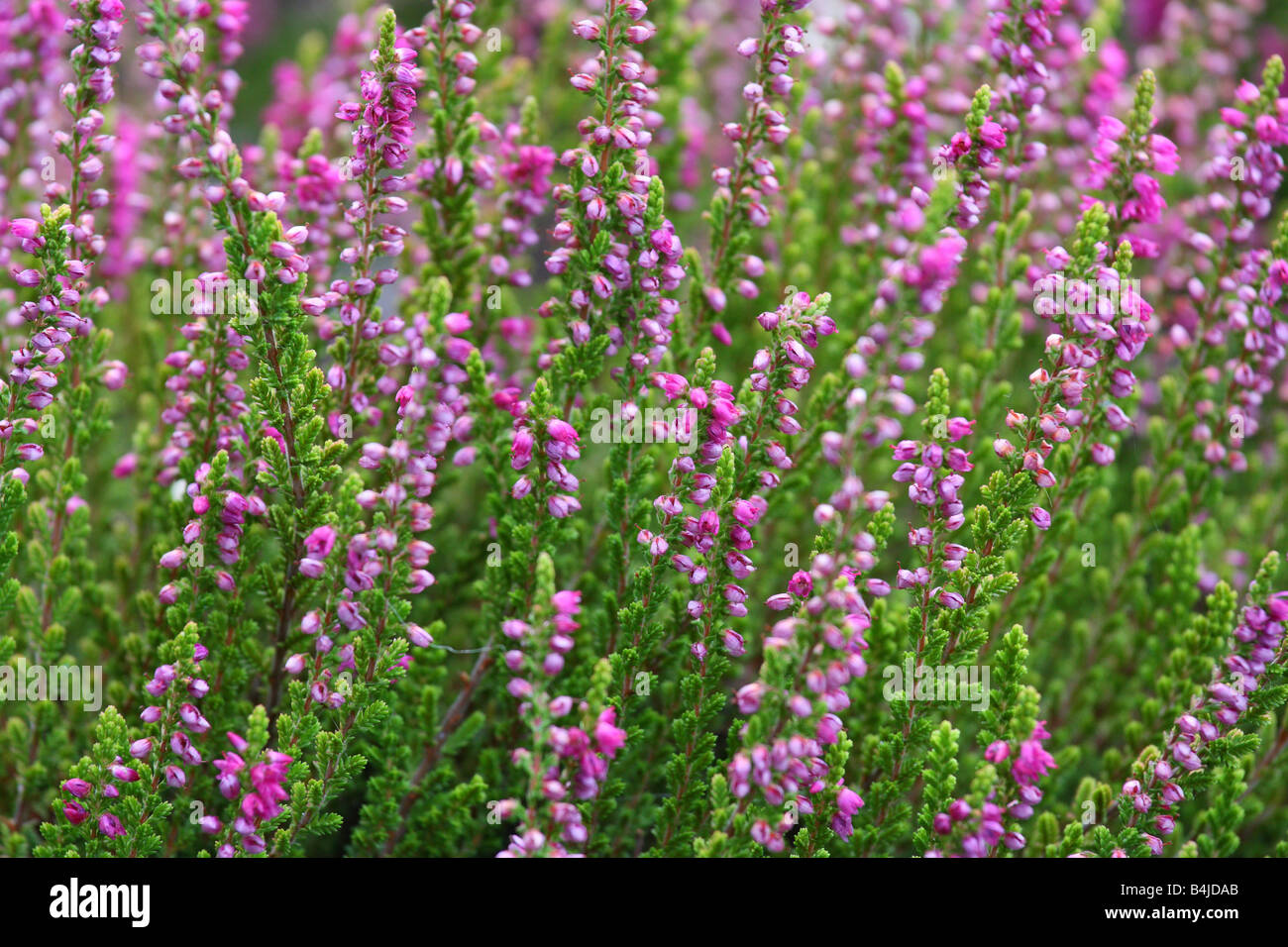 Purple winter heather blooming.Erica carnea Stock Photo