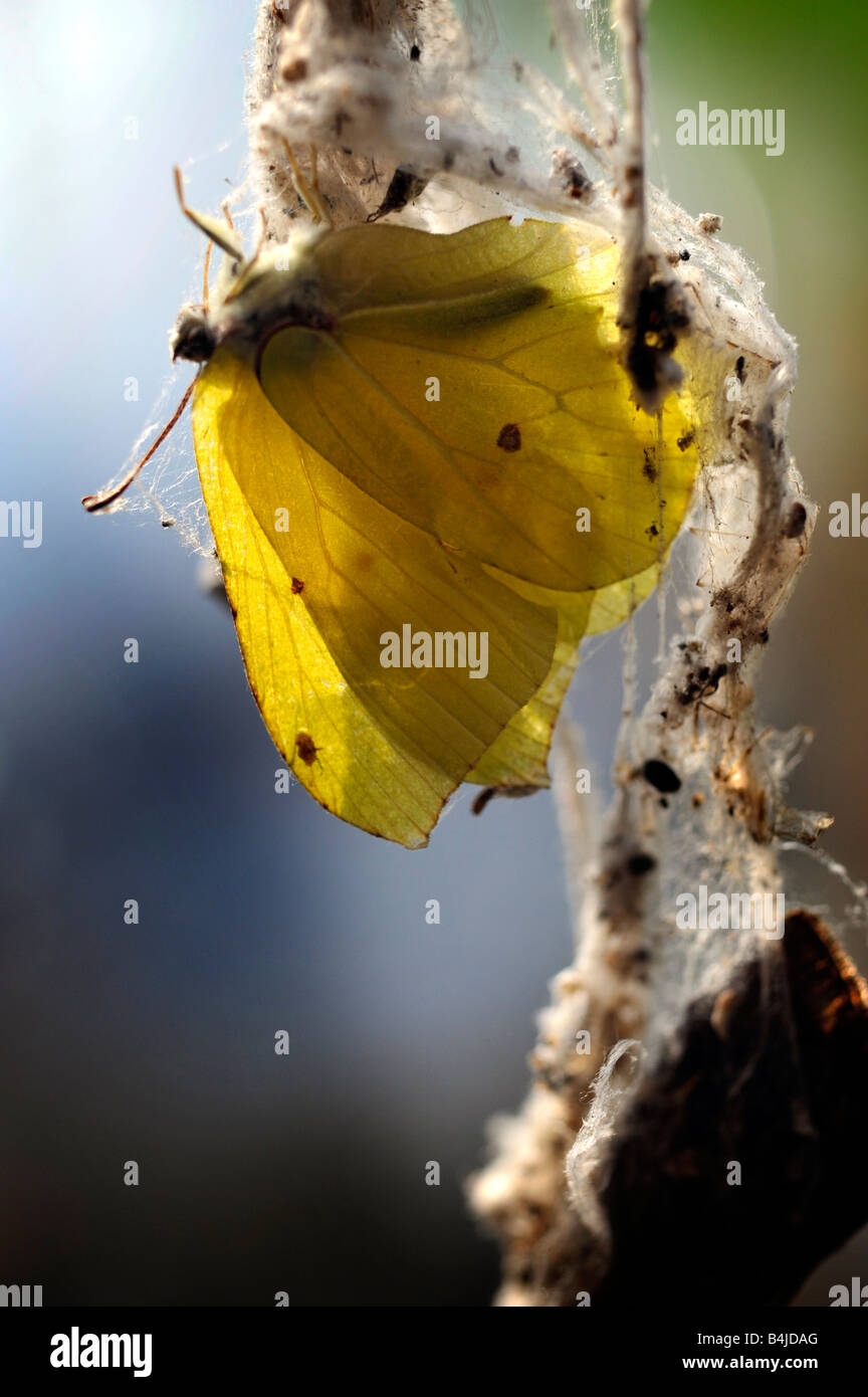 dead butterfly hanging in matted spiders web Stock Photo