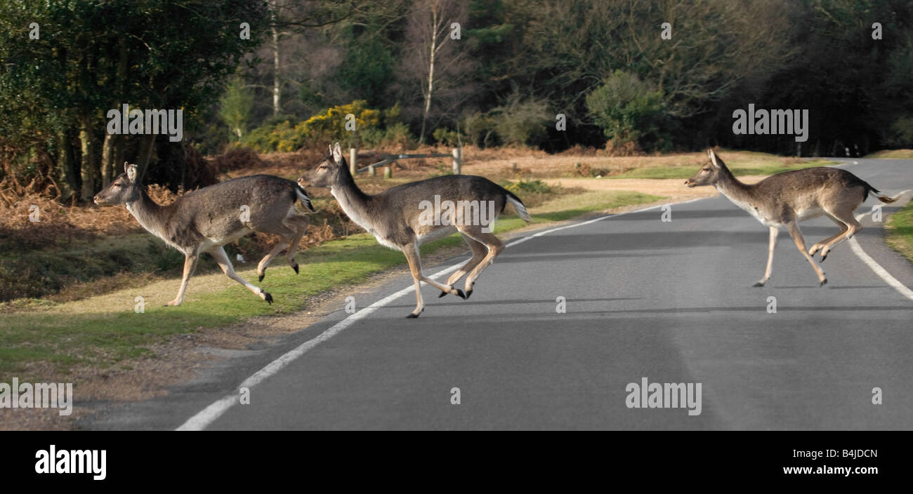 Deer running across the road in the New Forest England Stock Photo Alamy