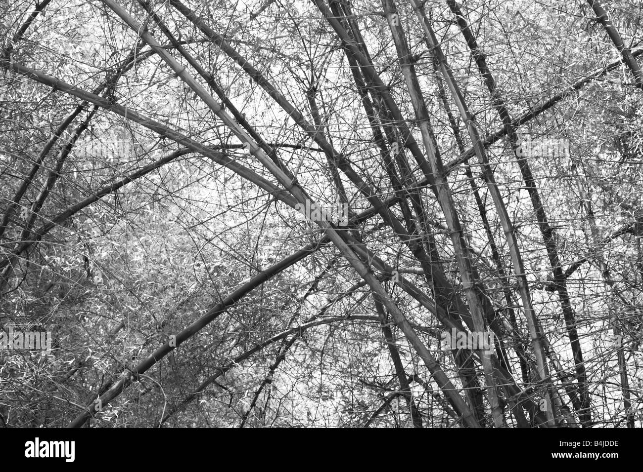 Woody bamboo Black and White Stock Photos & Images - Alamy