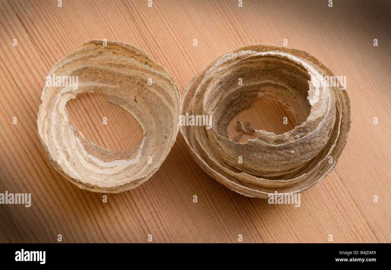 Incomplete wasp nest split open to expose layering Stock Photo