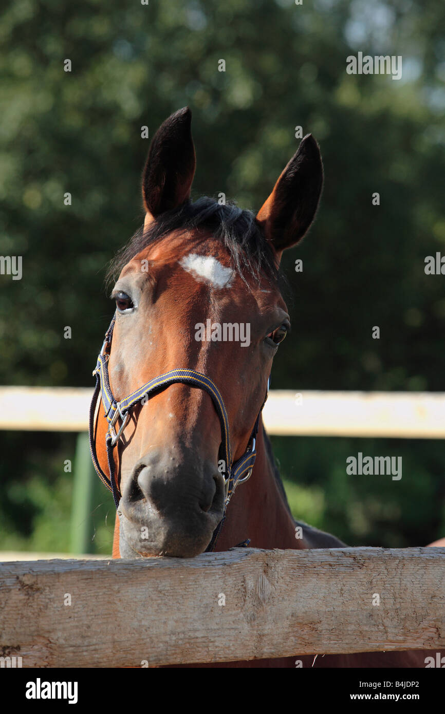 Chewing fence hires stock photography and images Alamy