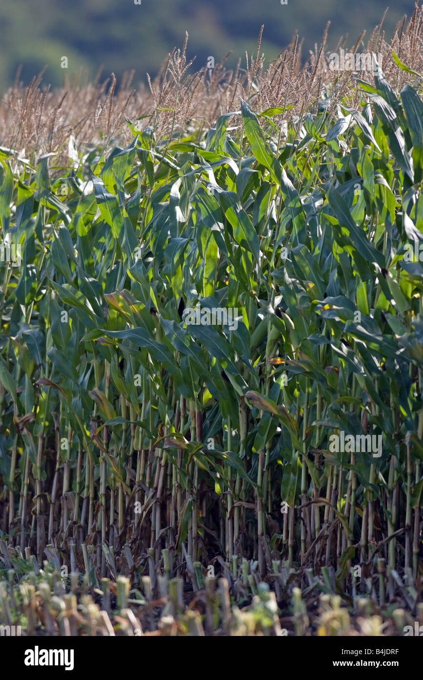 Maize Grown To Feed Dairy Cattle Stock Photo