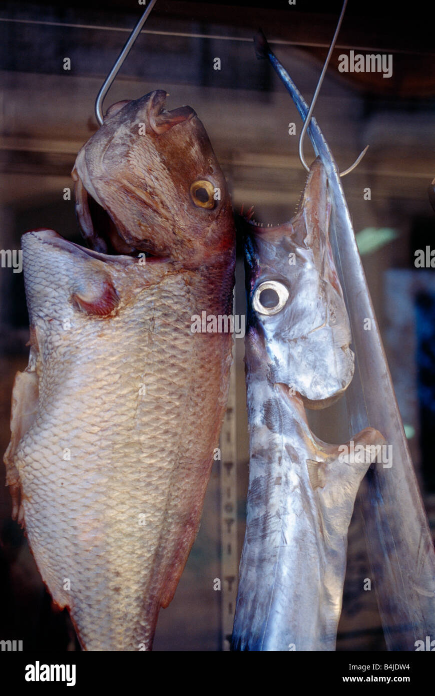 Fish On Hooks In Shopwindow Fische Am Haken Im Schaufenster Lissabon