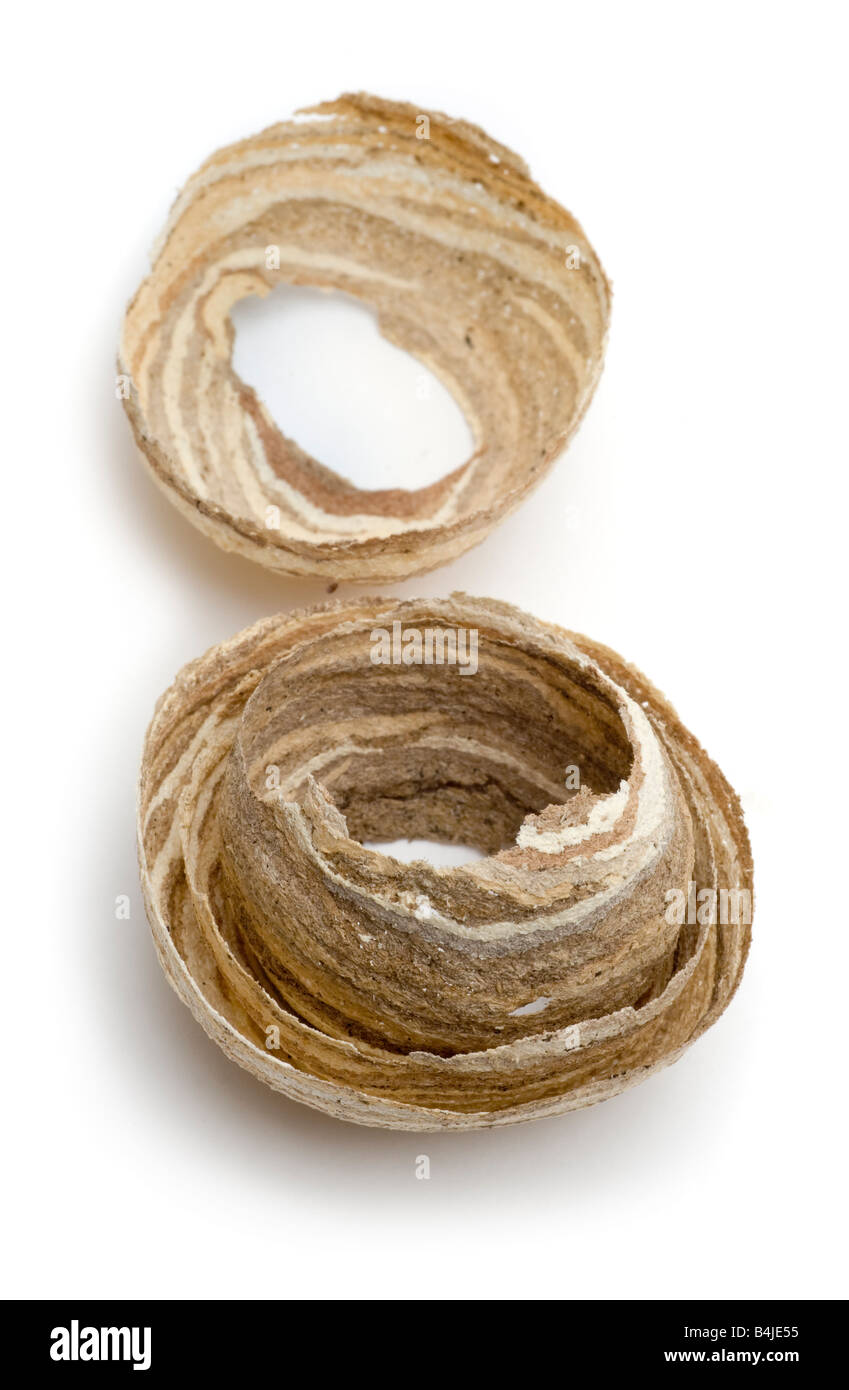Abandoned wasp nest, part built showing internal structure of paper like pulp layers made by the wasps from chewed woods Stock Photo