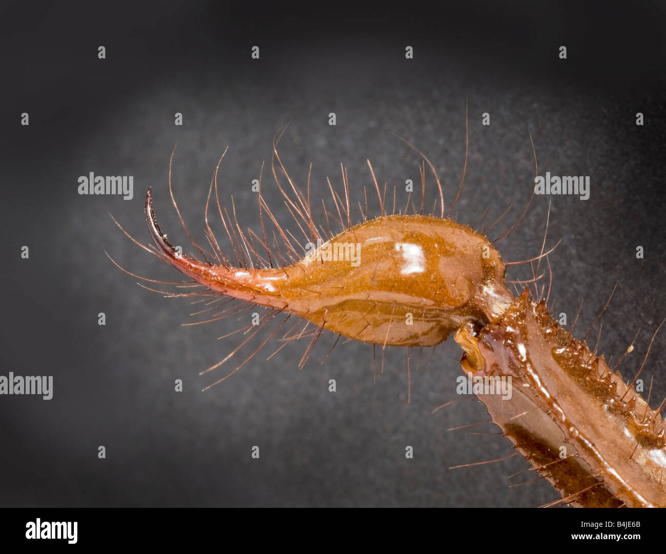 Close-up of a scorpion tail end sting, Borneo, Malaysia Stock Photo