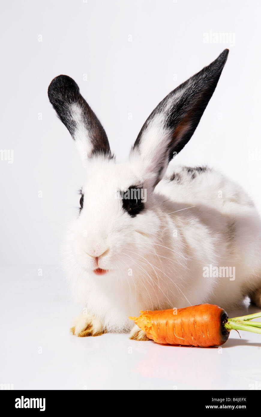Adorable rabbit cute animal Cut Out Stock Images & Pictures - Alamy