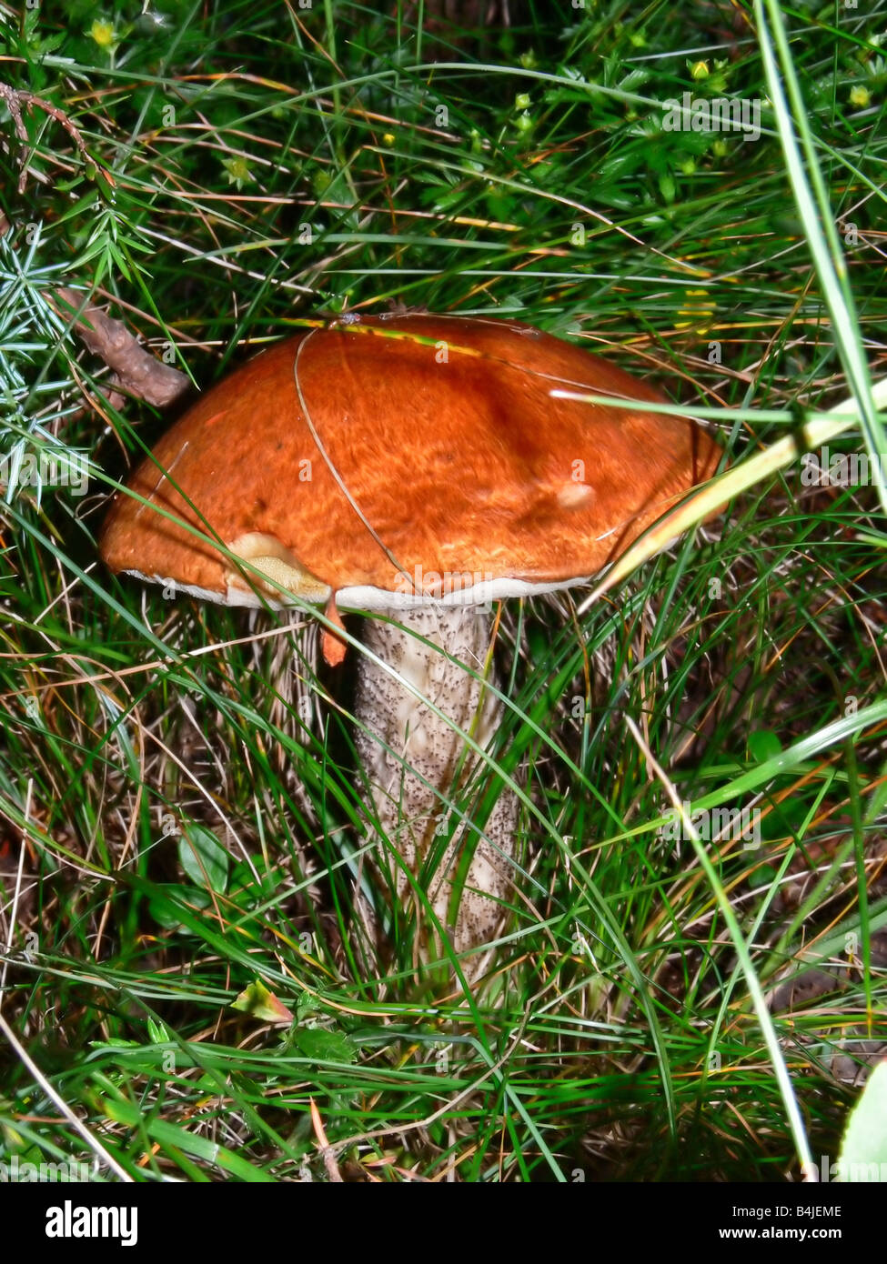 mushroom boletus Rufus in the forest Stock Photo