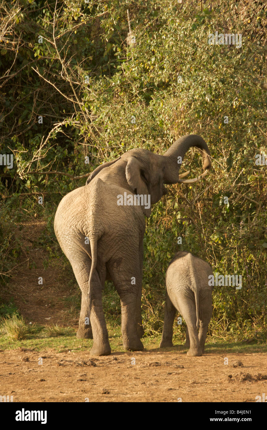 African elephant with baby elephant in Mount Kenya Forest, Kenya, East Africa Stock Photo