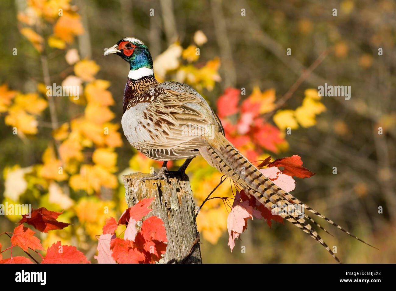 Ring-necked Pheasant Phasianus colchicus Stock Photo