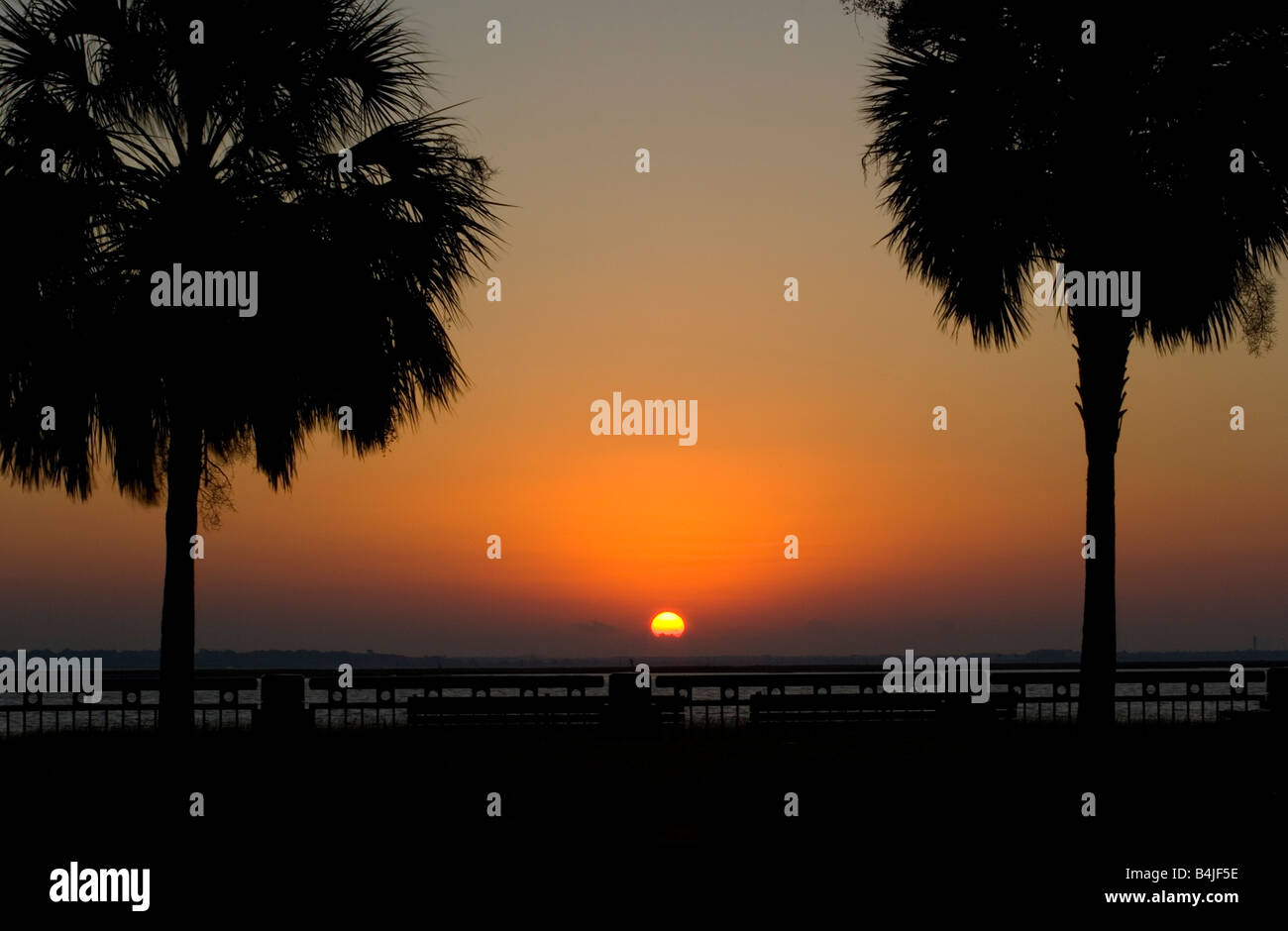 Sunrise over Charleston harbor between two palmetto trees in Charleston
