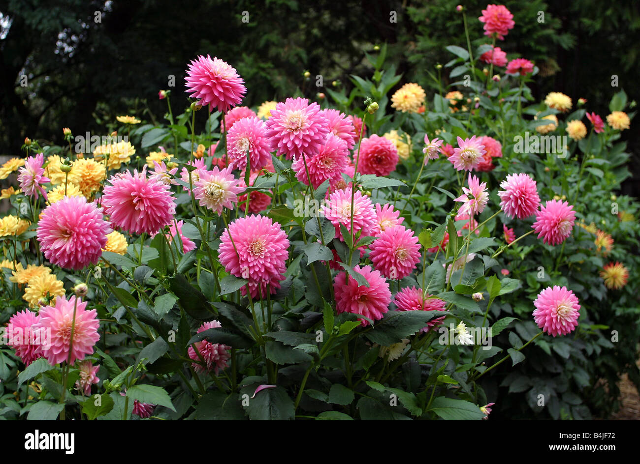 Wild dahlias hi-res stock photography and images - Alamy