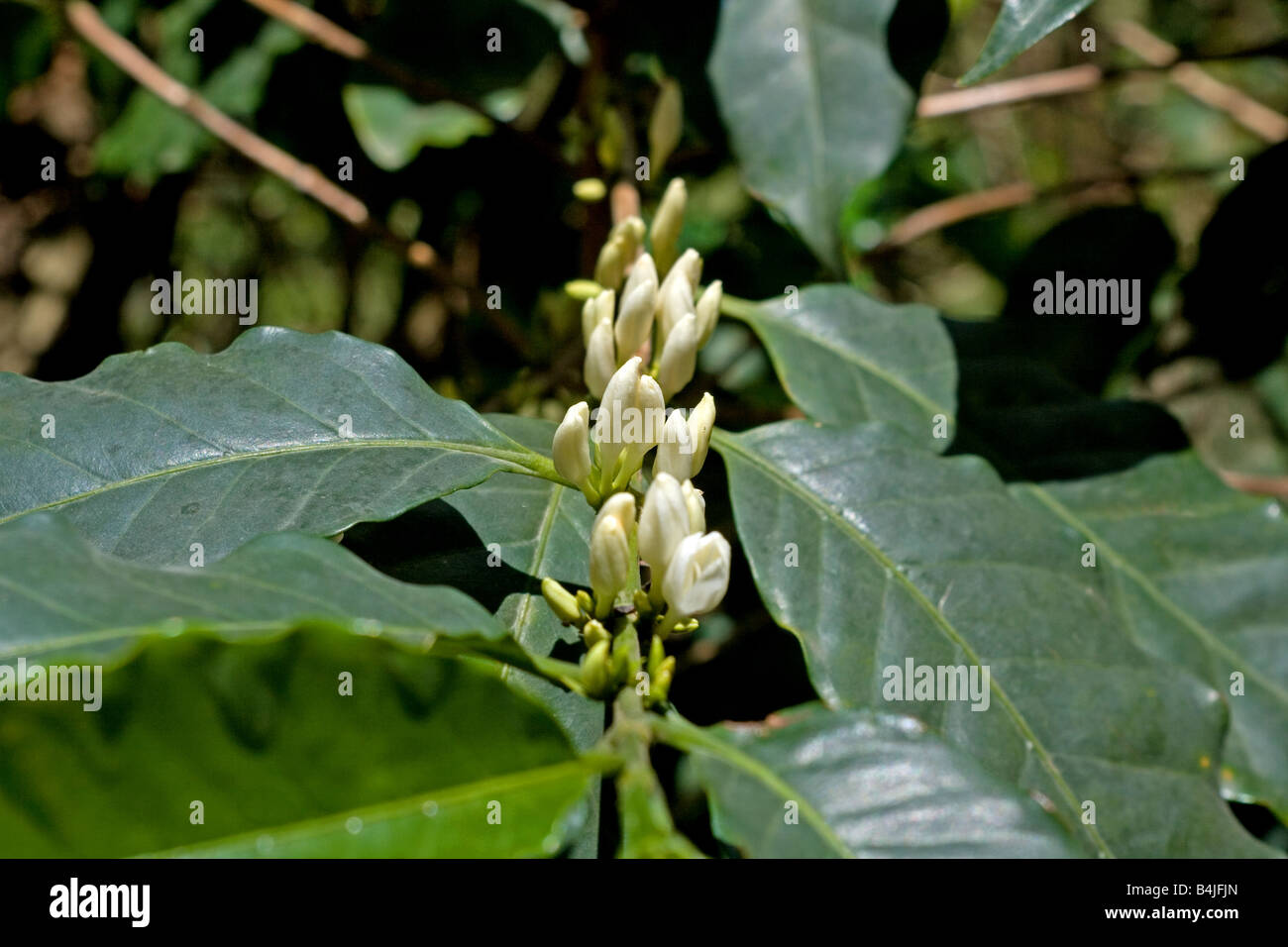 coffee tree in bloom Stock Photo Alamy