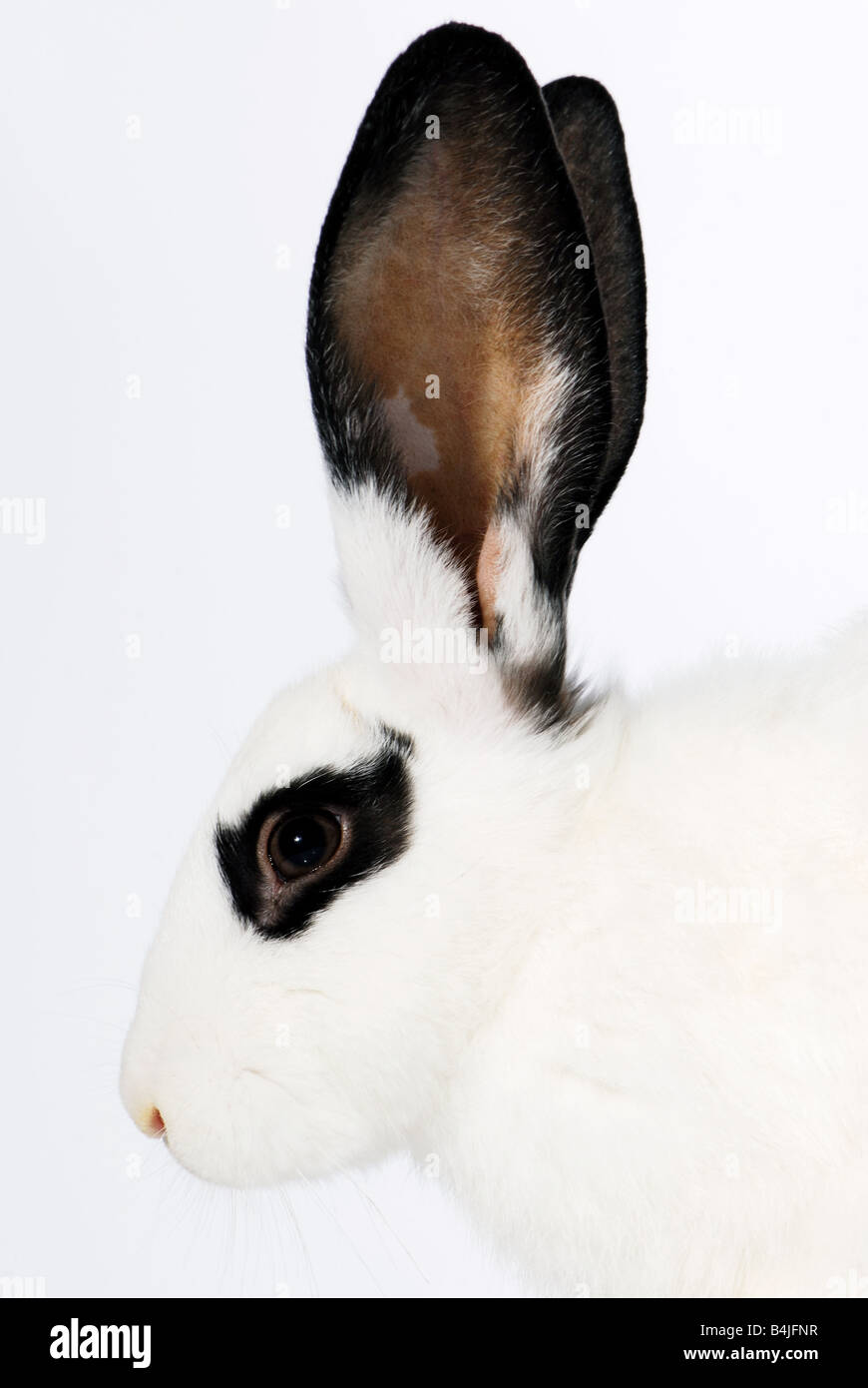 Black and white rabbit photo hi-res stock photography and images - Alamy