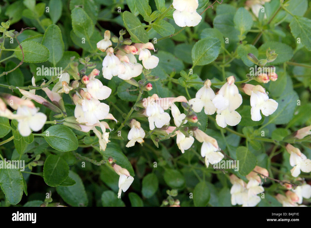 SALVIA X JAMENSIS LA LUNA Stock Photo