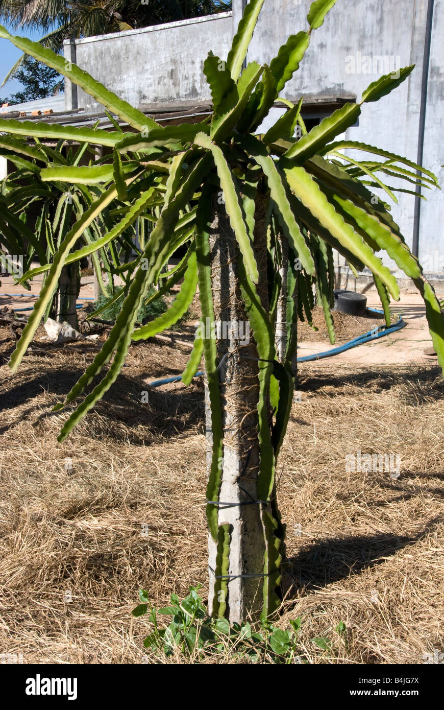 Five stems of dragon fruit plants being trained up a reinforced concrete support Stock Photo